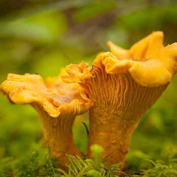 Sådan ser kantareller ud: foto, beskrivelse af svampe