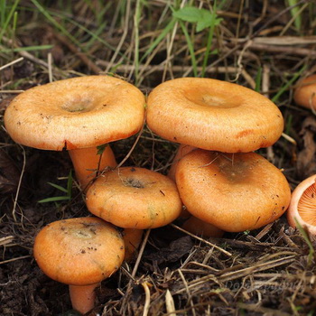 Ryzhiki Samaran alueella: parhaat paikat sienien poimimiseen