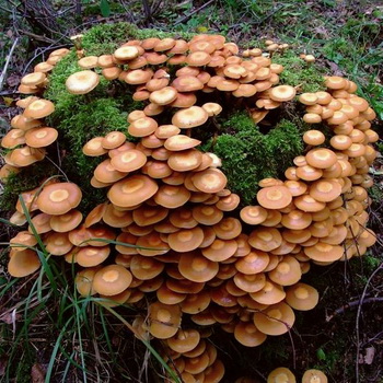 Hunajasienet Tjumenissa: eniten sieniä