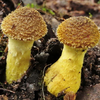 Agaric madu Fatfoot: deskripsi jamur yang dapat dimakan