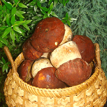Cara menyimpan jamur porcini setelah panen dan untuk musim dingin