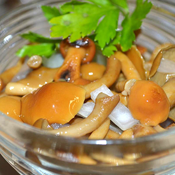 Memanen jamur hutan untuk musim dingin: resep memasak