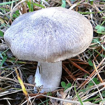 Kapan memetik jamur ryadovki di hutan?