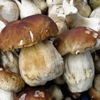 Rúrkové huby: jedlé a nejedlé druhy