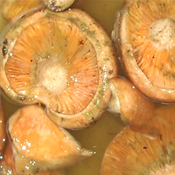 Mengapa jamur asin menjadi asam dan apa yang harus dilakukan dalam kasus ini?