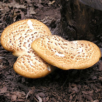 Tinder fungi: paglalarawan ng mga species at nakapagpapagaling na katangian