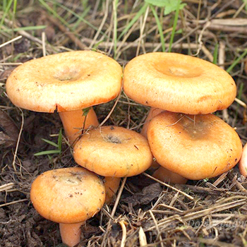 生的、盐渍的和腌制的蘑菇有什么好处？