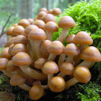 食用蘑菇夏季蜂蜜木耳：照片，描述