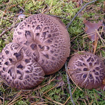 Mushroom hedgehog: larawan at paglalarawan