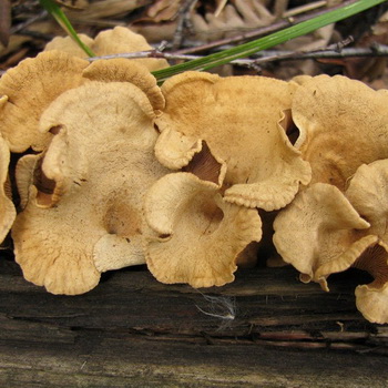 Jamur beracun - dua kali lipat jamur tiram