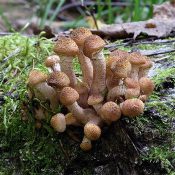 Az őszi gombák betakarításakor és a gombák leírása