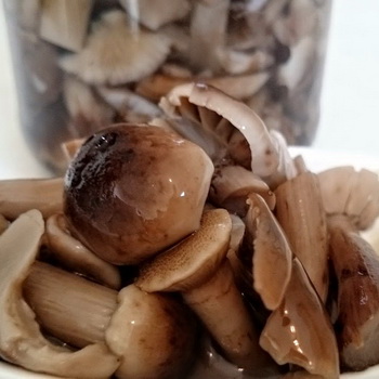 Memanen jamur musim gugur untuk musim dingin: resep buatan sendiri