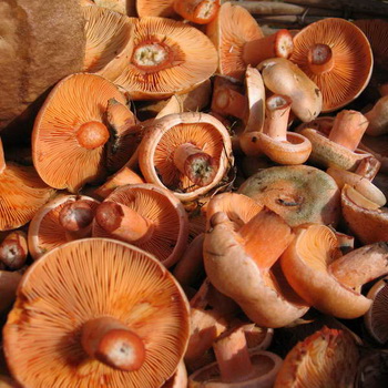 Cara menyimpan jamur setelah dikumpulkan dan diproses