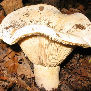 Podgruzdok suchý (podgruzdok biely) - jedlá huba v lesoch