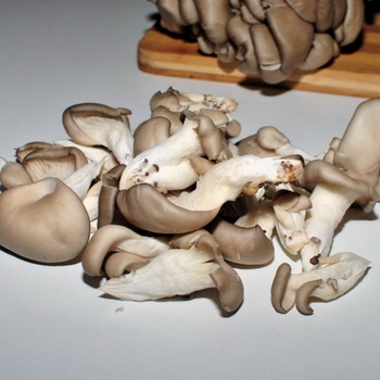 Paano linisin ang mga sariwang oyster mushroom