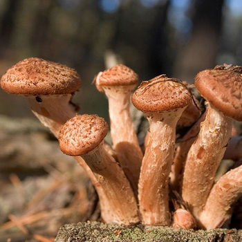 Autumn mushroom at ang mga mapanganib na katapat nito