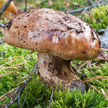 Raksasa baris: foto dan deskripsi jamur
