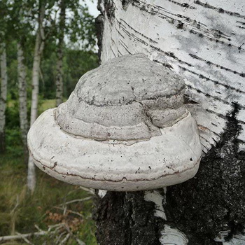 Foto dan deskripsi jamur tinder