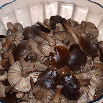 Paano maayos na lutuin ang pinakuluang mushroom para sa taglamig