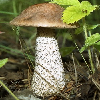 Boletus: foto, beskrivelse af svampen