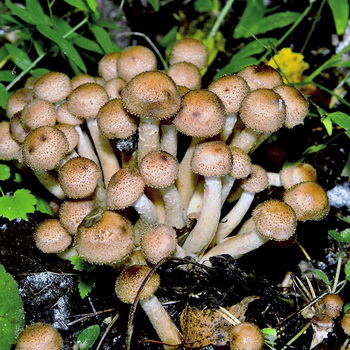 Mengapa jamur madu pahit: kemungkinan alasannya