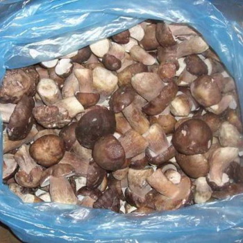 Cara membekukan jamur ryadovka dengan benar untuk musim dingin