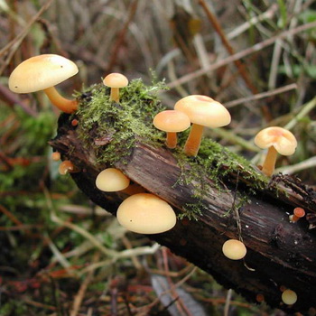 具有不寻常形状的子实体的蘑菇