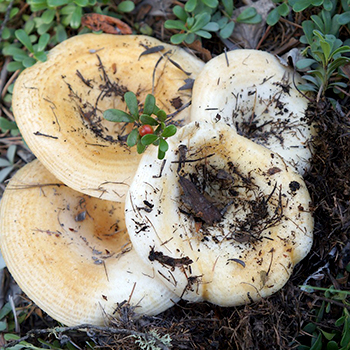 Apakah jamur susu tumbuh di bulan Oktober dan di hutan apa?
