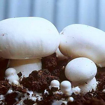 Menanam jamur di ruang bawah tanah dan dalam skala industri