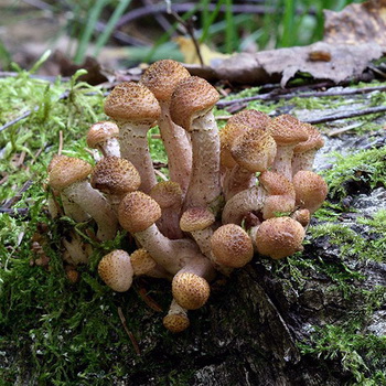 Az ehető őszi gombák fajtái és gyűjtésük ideje
