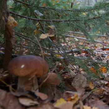 Syyskuun sienet Moskovan alueella