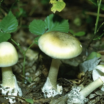 蘑菇苍白毒菌的描述和照片：它是什么样的，如何区分？