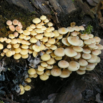 A hamis őszi gombák és az ehető gombák közötti különbségek