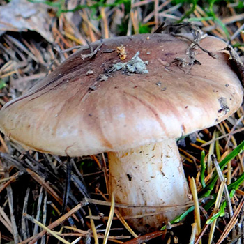 Rivi valko-ruskea: kuva ja kuvaus sienestä