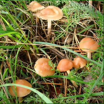Meadow mushroom: larawan at paglalarawan