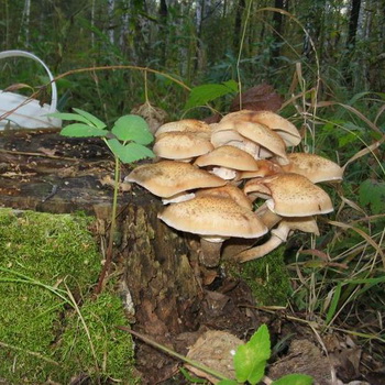 大麻蘑菇：可食用和假种