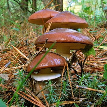 莫斯科地区的蘑菇采摘季