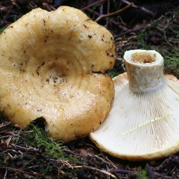 Jamur susu - jamur yang dapat dimakan: foto dan deskripsi