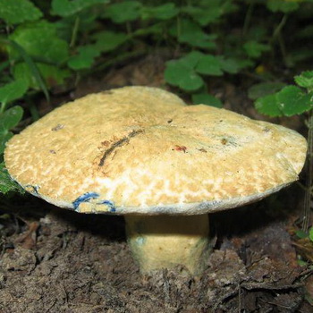 蘑菇瘀伤