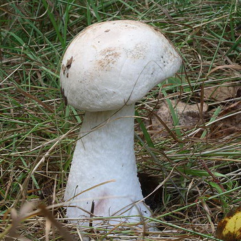 假牛肝菌：蘑菇的照片和描述