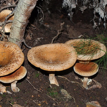 Babi tipis jamur beracun: foto dan deskripsi
