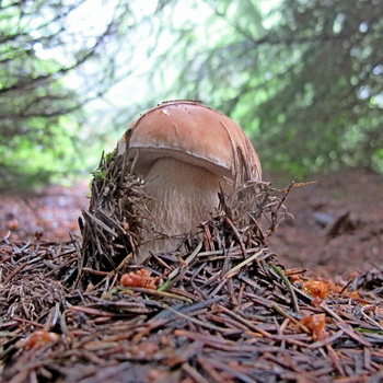 Porcini seened Krasnodari territooriumil: saagikoristuse kohad ja aastaaeg