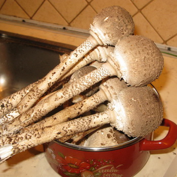 冬天的蘑菇雨伞：自制准备的食谱