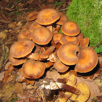 Overgroede svampe: hvordan ser de ud og kan de samles