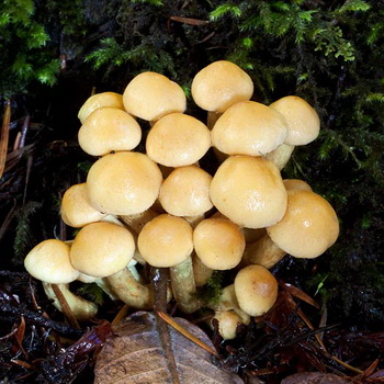 假蘑菇的种类：照片、描述、与食用蘑菇的区别