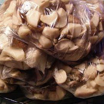 Membekukan jamur tiram untuk musim dingin di rumah