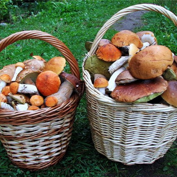 Karakteristik kelompok ekologi utama jamur