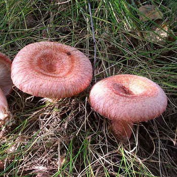 Foto dan deskripsi jamur yang dapat dimakan