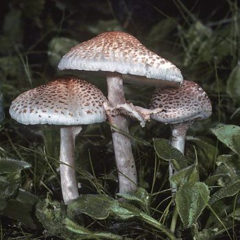 Payung jamur palsu: deskripsi dan distribusi