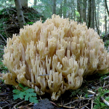 Coral mushroom: paglalarawan ng mga species